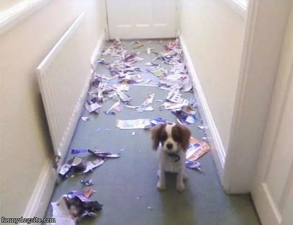 Doggy Made A Mess