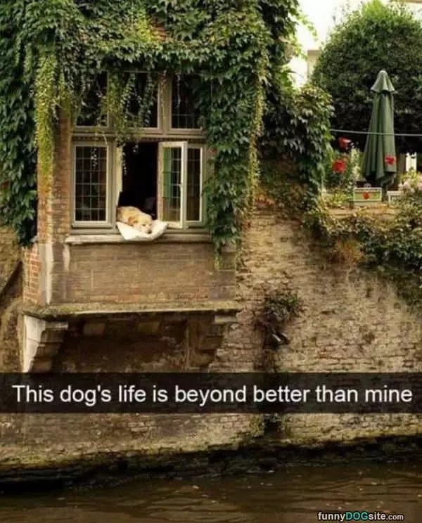 This Dog Is Living The Life
