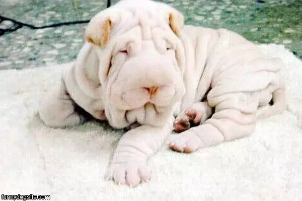 Wrinkly Dog