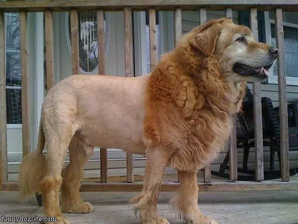 The Lion Dog