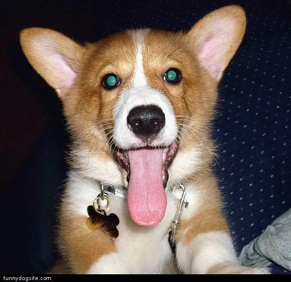 Golden Dog Smiling