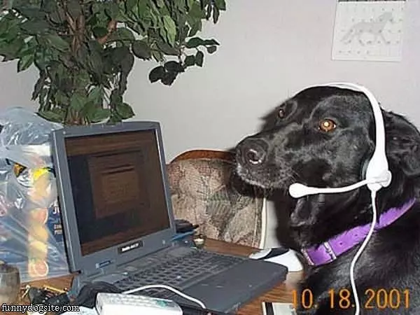 Tech Support Dog
