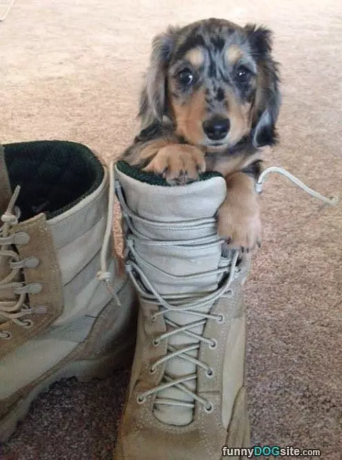 I Has A Boot