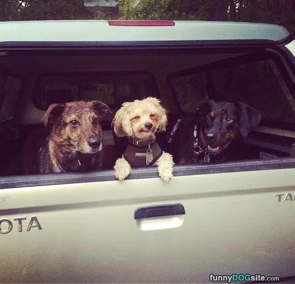 All Going For A Ride