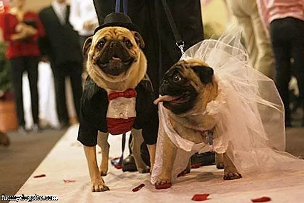 Pugs At The Wedding