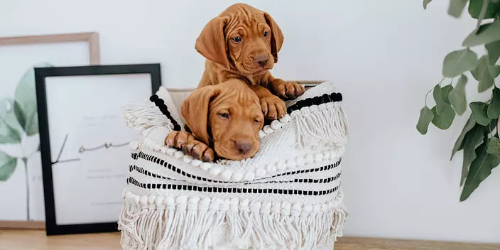 Wirehaired Vizsla Puppies