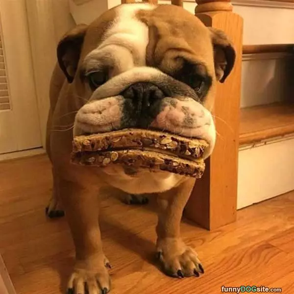 This Is My Sammich