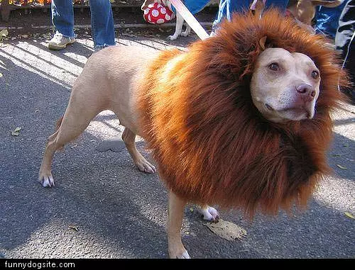 Lion Dog