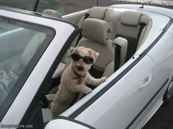 Dog Is Ready For A Ride