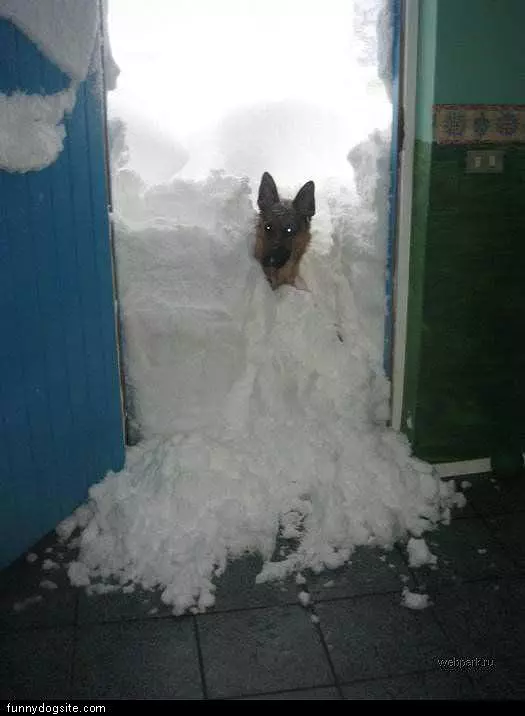 Dog Loves Snow