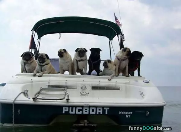 Pug Boat