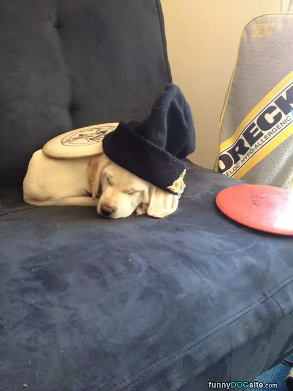 Cute Puppy Hat