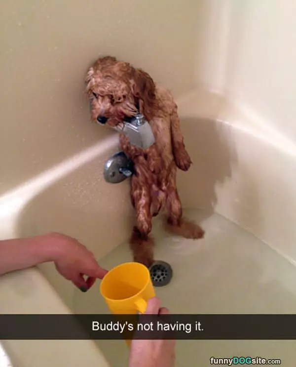 Buddy Hates Baths