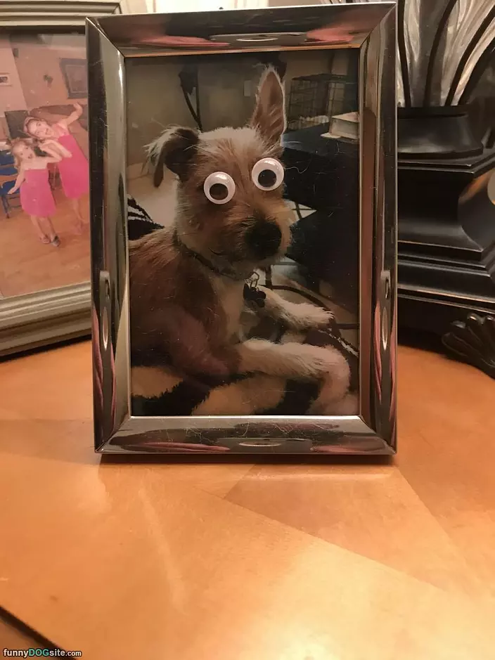 Crazy Eyes Dog