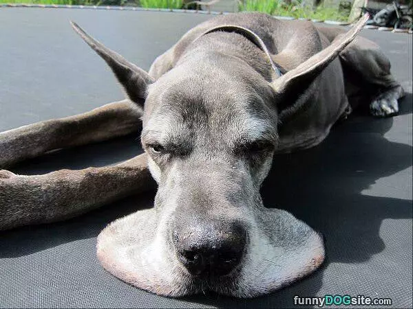 This Dog Is Melting