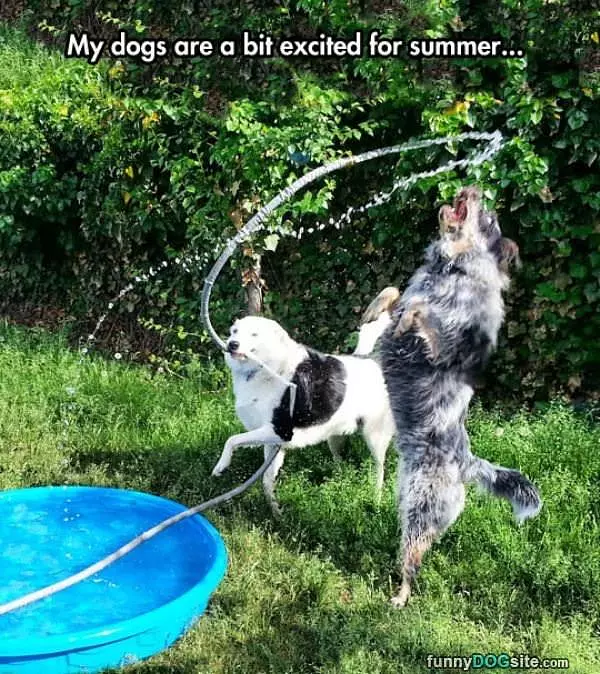 Dogs That Love Summer