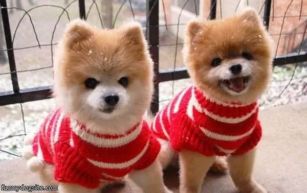 Sweater Puppies