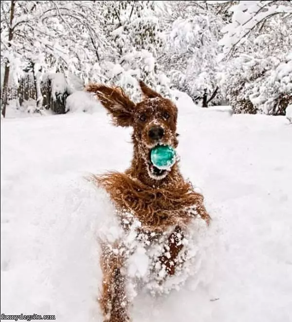 Snowy Fetch