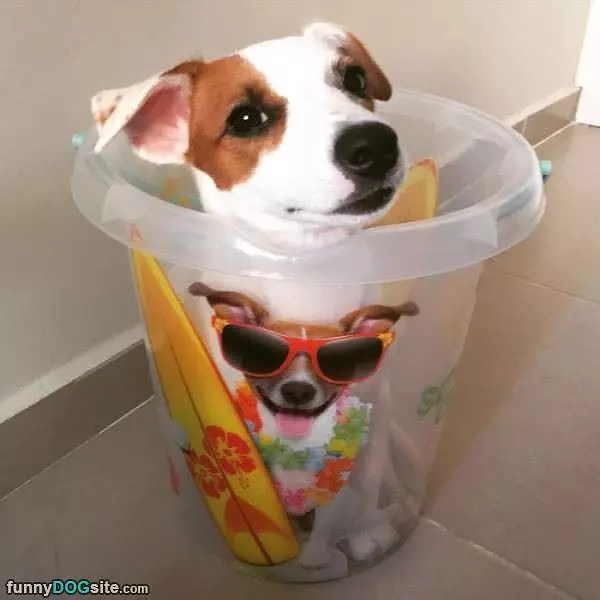 Dog In A Can