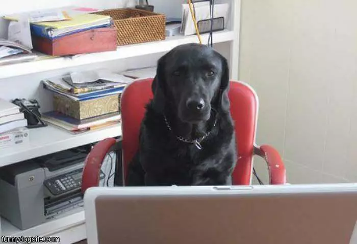 Laptop Dog