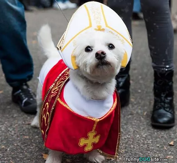 Pope Dog