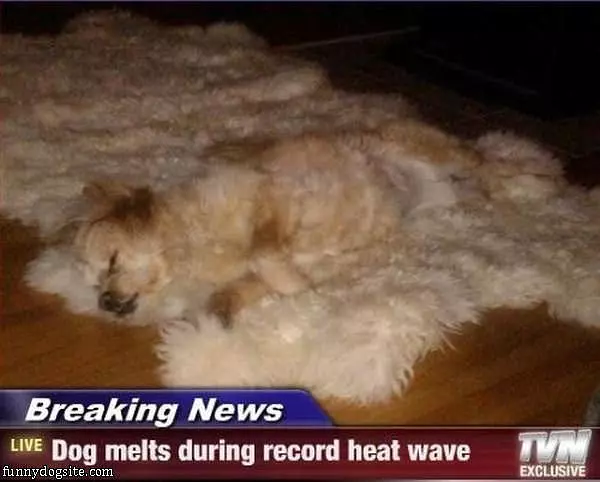 Record Heat Wave Dog