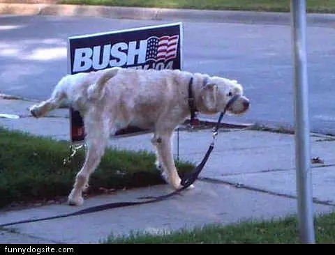 Dog Not A Republican