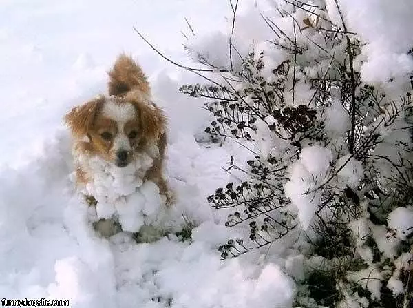 The Snowball Dog