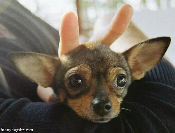 My Bunny Ears