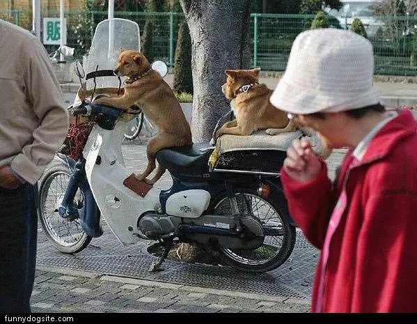 Dogs Biking