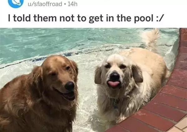 Do Not Get In The Pool