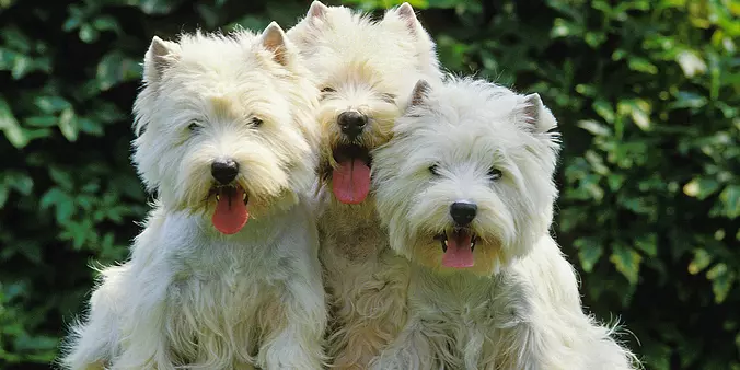 3 West Highland White Terri...