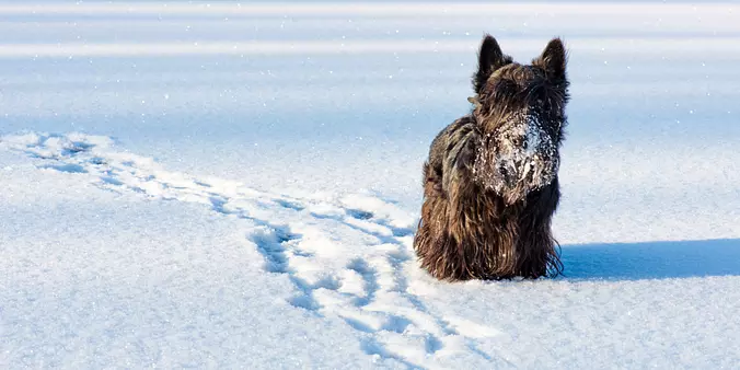 Scottish Terrier on the snow