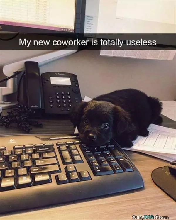 Useless Co Worker