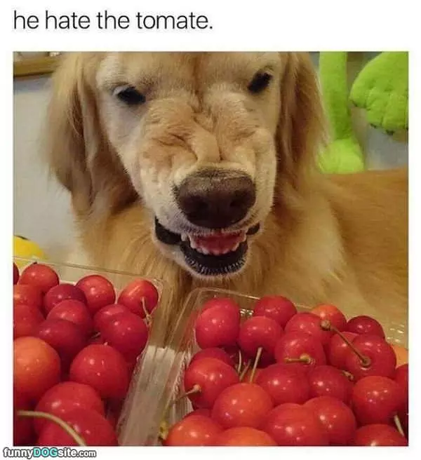 Hates The Tomate
