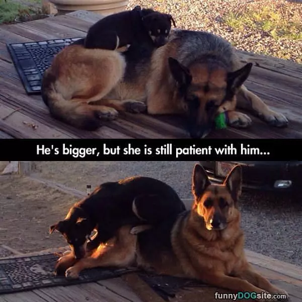 Patient Dog