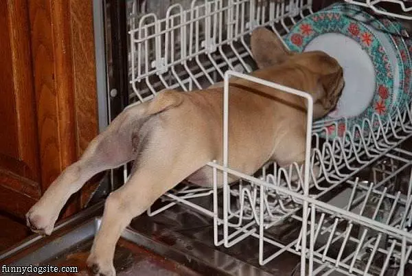 The Dish Washer