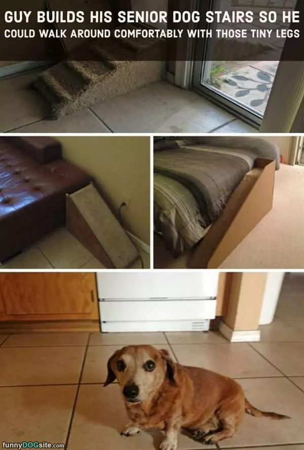 Dog Stairs For Tiny Legs