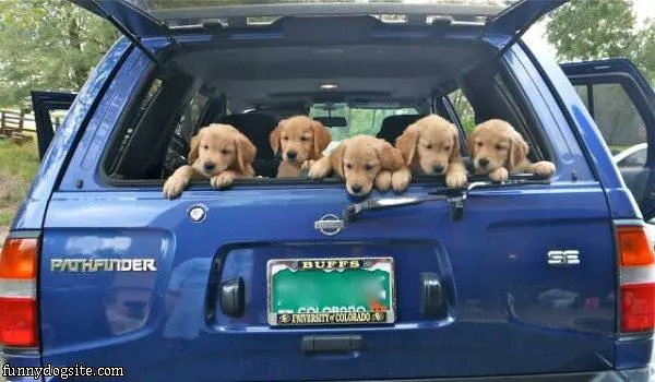 Full Of Puppies