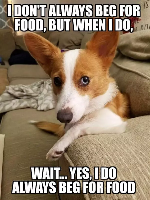 Begging For Food