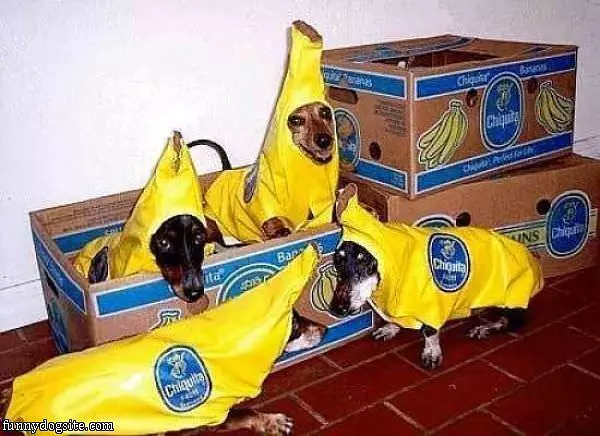 Banana Dogs