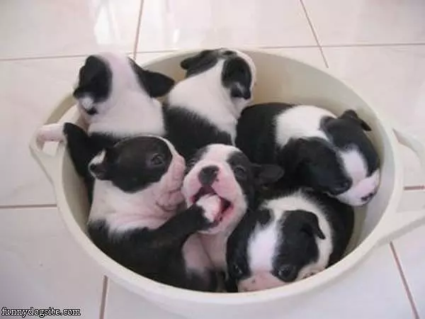 Bucket Full Of Puppies