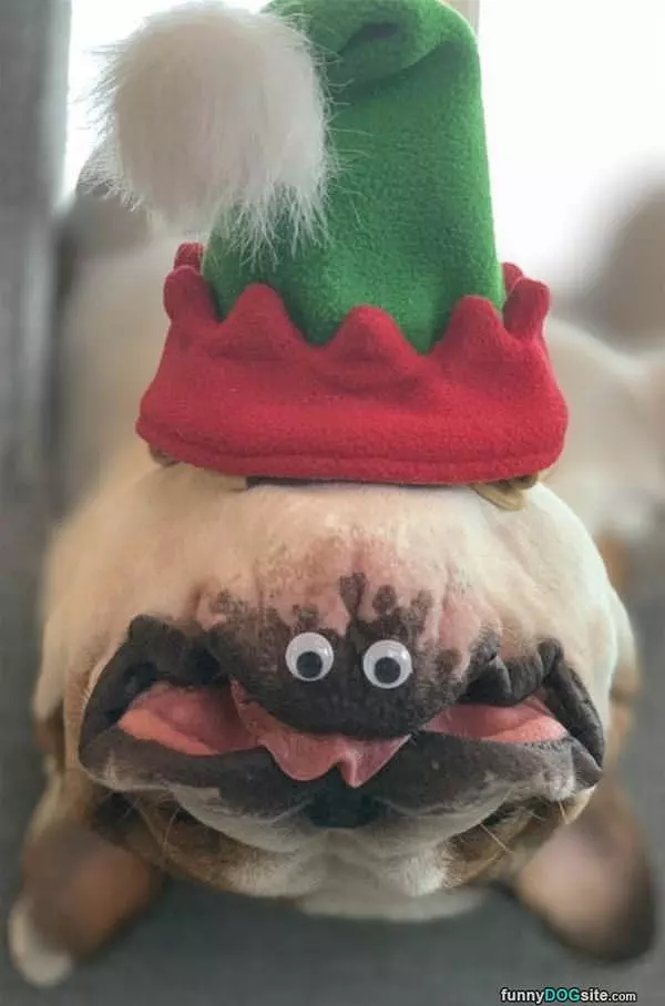 Upside Down Christmas Dog
