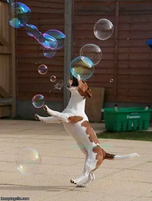 Hates Bubbles