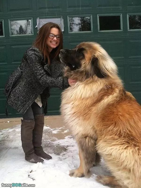 That Is A Huge Dog