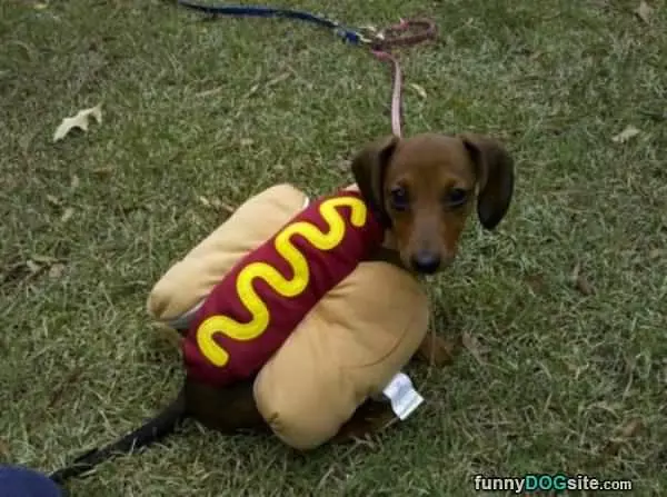 A Hot Dog