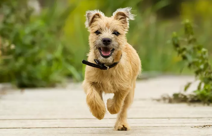 Cairn Terrier running