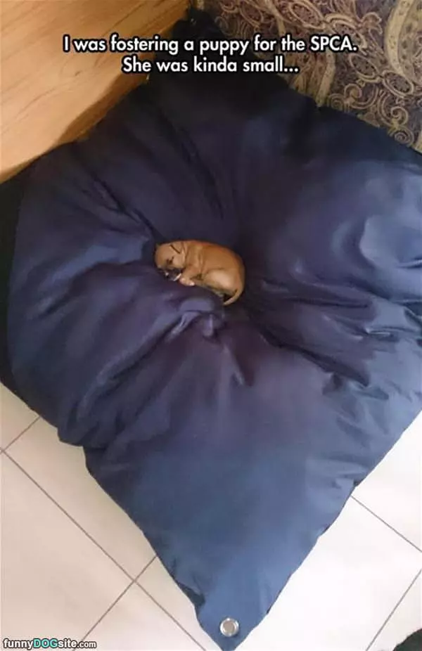 Little Dog Big Bed