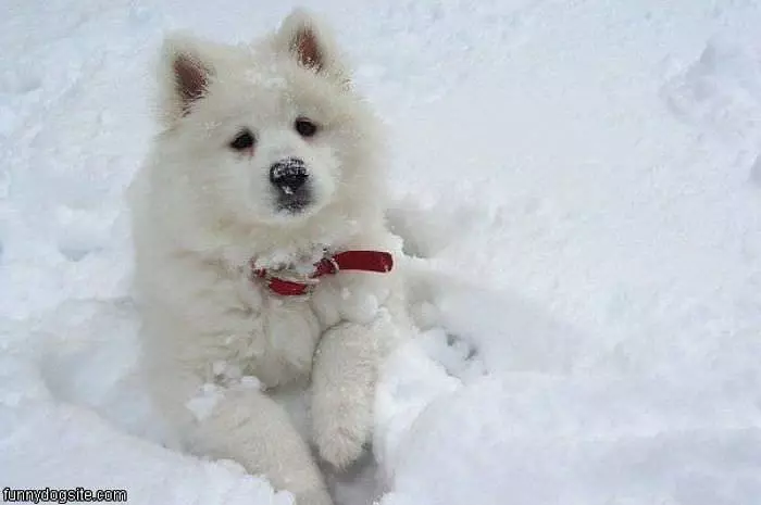 Snowman Dog