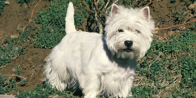 West Highland White Terrier...